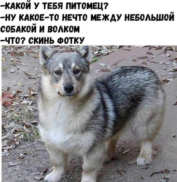 Веселые картинки и смешные фото с надписями (11 фото) Веселые картинки и смешные фото с надписями (11 фото)