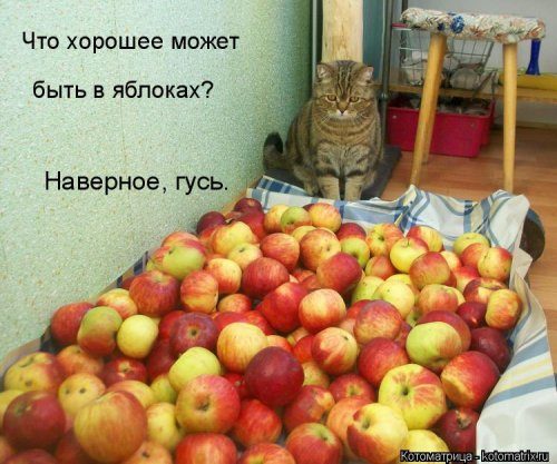 Самые уморительные котоматрицы) Самые уморительные котоматрицы)