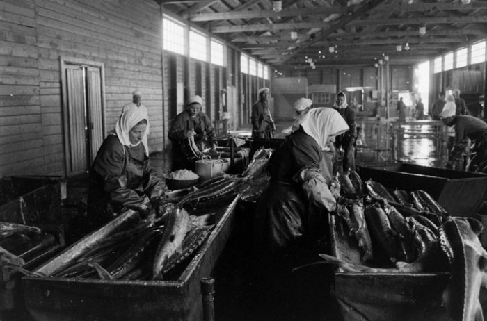 Американский фотограф запечатлел, как в СССР добывали черную икру Американский фотограф запечатлел, как в СССР добывали черную икру