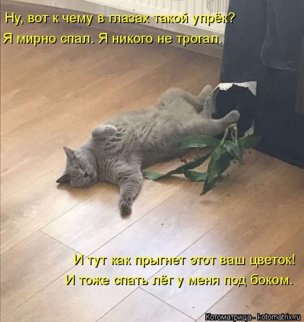 Котоматрицы для подзарядки позитивом))) Котоматрицы для подзарядки позитивом)))