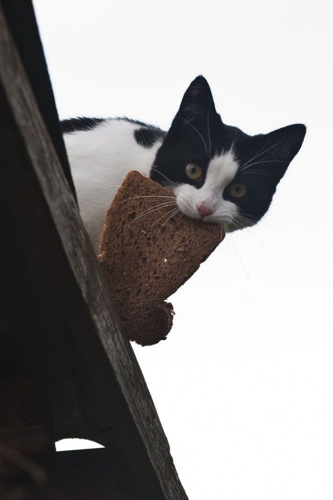 Весна — коты прилетели! Весна — коты прилетели!