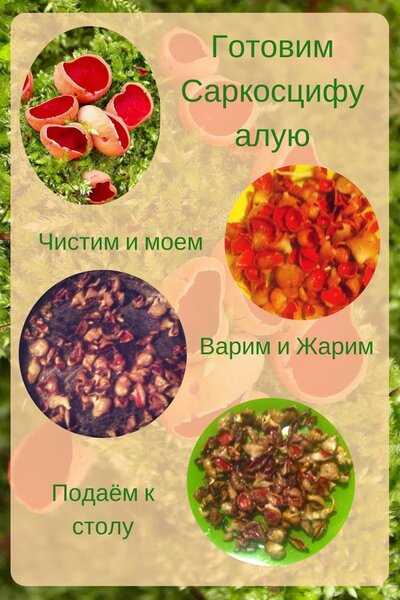 Мой самый первый ранневесенний гриб – саркосцифа алая.