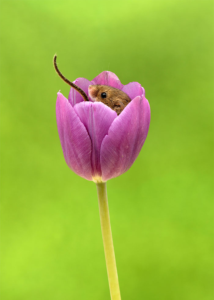 cute-harvest-mice-in-tulips-miles-herbert-15-5ad097e6c6771__700.jpg cute-harvest-mice-in-tulips-miles-herbert-15-5ad097e6c6771__700.jpg