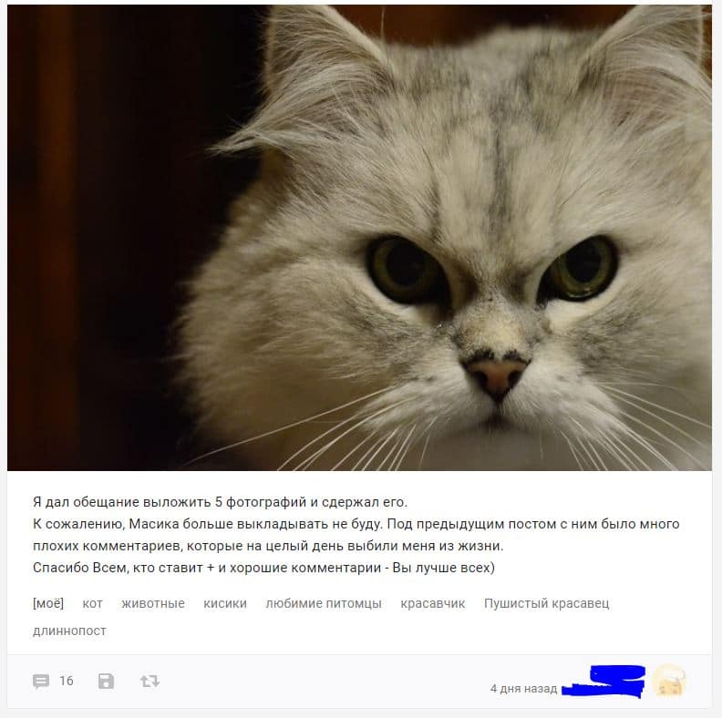 «Вы все говорили, что это злой кот. Но у него просто суровая история!» «Вы все говорили, что это злой кот. Но у него просто суровая история!»