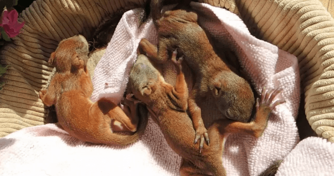 Кормящая кошка бросала новорожденных котят и убегала в лес