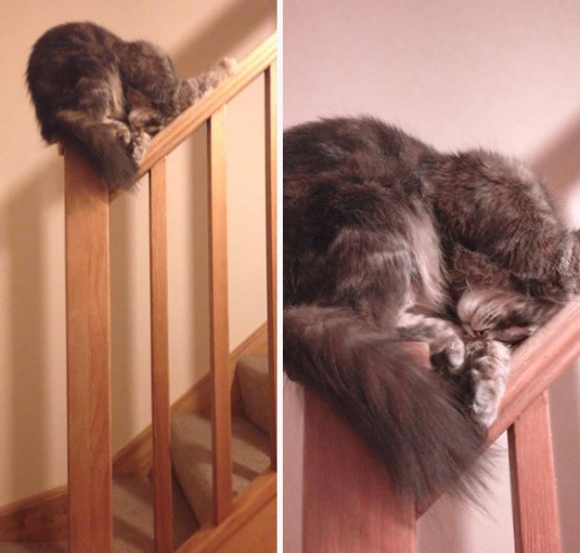 Коты, которые могут удобно устроиться в любом месте.