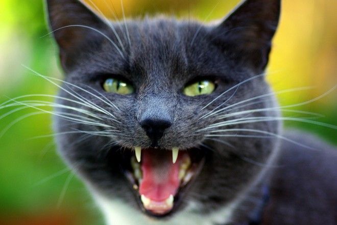 КОТЭ-ФАКТЫ. О ТОМ, ЧЕГО ВЫ НЕ ЗНАЛИ ОБ УСАТЫХ ЛЮБИМЦАХ! КОТЭ-ФАКТЫ. О ТОМ, ЧЕГО ВЫ НЕ ЗНАЛИ ОБ УСАТЫХ ЛЮБИМЦАХ!