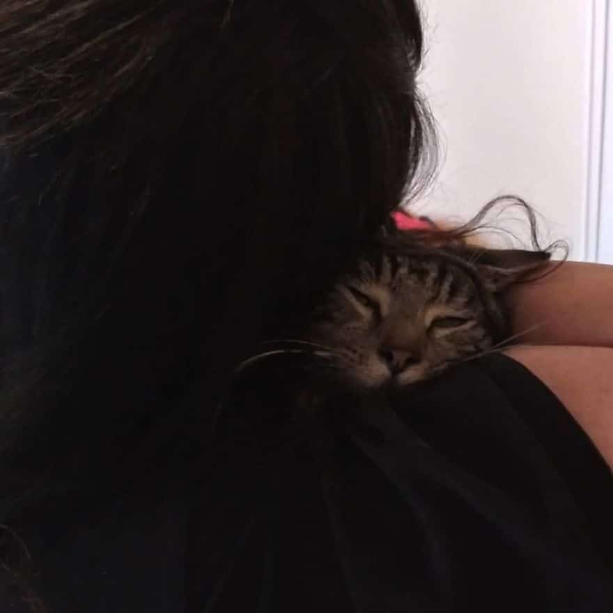 котёнка приютили девушка с котом
