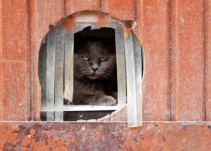 Кошка Калин не особо любит фотографироваться. Фото: Yves Herman. Кошка Калин не особо любит фотографироваться. Фото: Yves Herman.