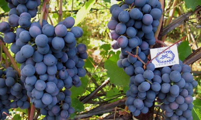 Лучшие сорта неукрывного винограда: посадка и уход
