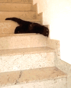 Расплавленный Cat Перемещение вниз по лестнице Расплавленный Cat Перемещение вниз по лестнице