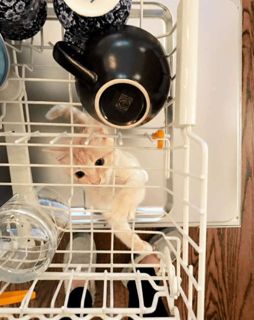 Малыши, которые ещё не совсем готовы быть котами)) Малыши, которые ещё не совсем готовы быть котами))