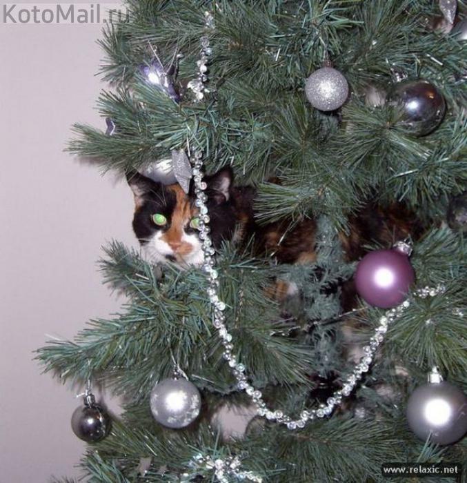 Коты и елка Коты и елка