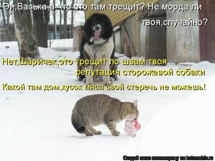 Лучшие котоматрицы, которые зарядят вас позитивом) Лучшие котоматрицы, которые зарядят вас позитивом)