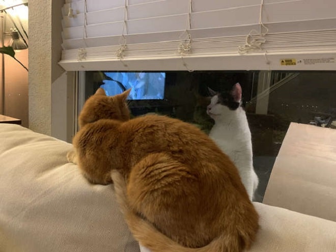 Коты смотрят через стекло Два кота