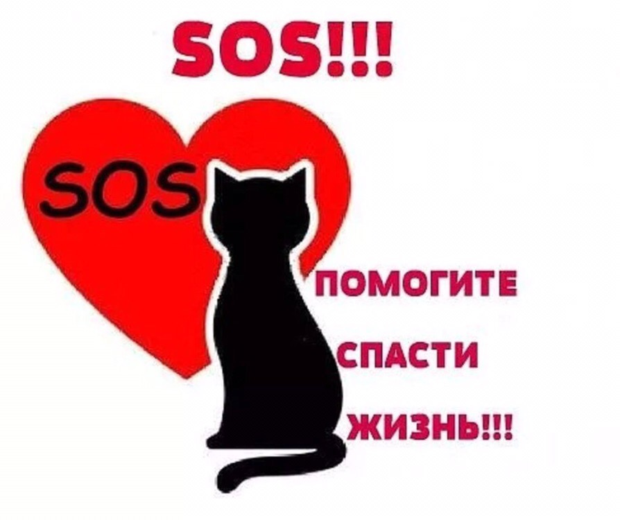 мы просим вас помочь нам спасти 4 малышей. На улице они могут не дожить даже до осени...