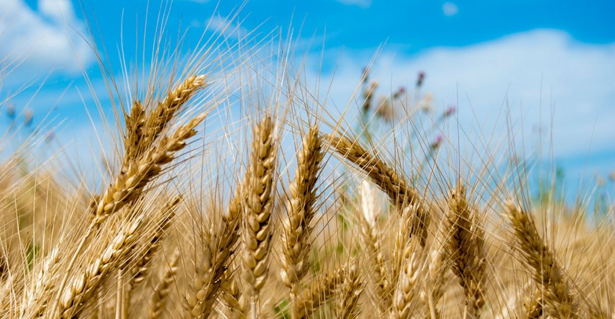 Цены на пшеницу растут на фоне ожидаемого падения запасов