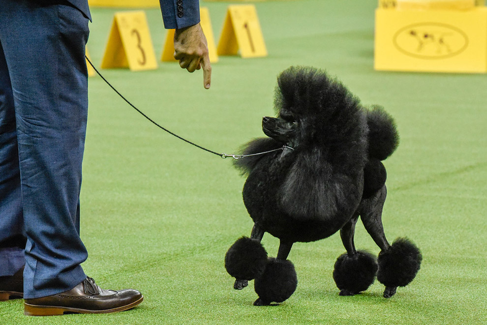 USA-DOGSHOW/