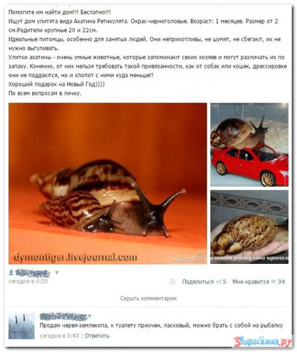 Убойная подборочка прикольных комментариев из соц.сетей, СМС Убойная подборочка прикольных комментариев из соц.сетей, СМС
