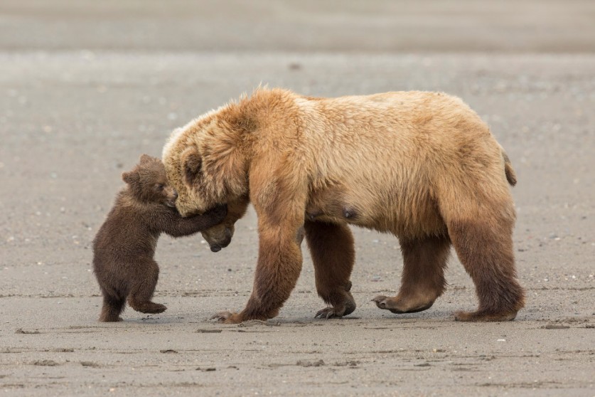 Финалисты фотоконкурса дикой природы Wildlife Photographer of the Year 2017