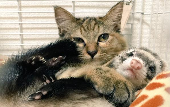 Котенок, который считает себя хорьком