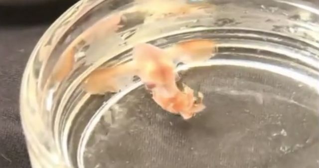 Биологи показали на видео появившегося на свет ушастого осьминога