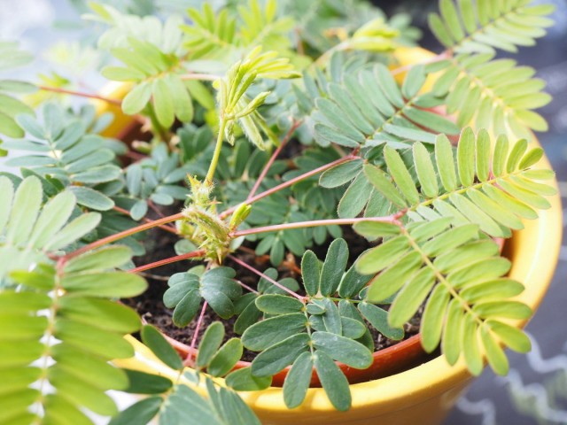 Мимоза стыдливая (Mimosa pudica) Мимоза стыдливая (Mimosa pudica)