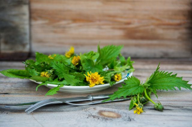 Какие многолетние культуры дают урожай первыми?