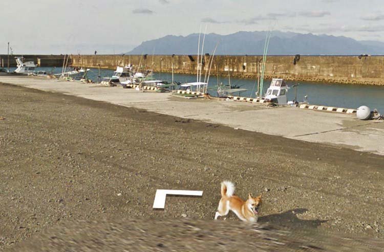 В Японии собака проследовала за автомобилем Google Street View, забавно «испортив» каждую сделанную им фотографию В Японии собака проследовала за автомобилем Google Street View, забавно «испортив» каждую сделанную им фотографию google street view, животные, кадр, собака, юмор