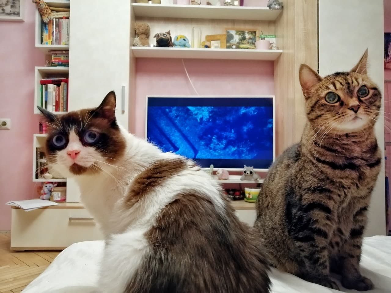 дом для кота два кота