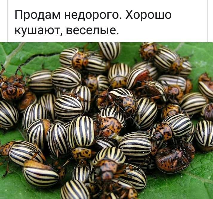 РАЗГРУЗОЧНЫЙ ДЕНЬ. (весёлая подборка картинок)))