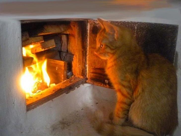 Кошачьей мерзлявости пост Мерзляки