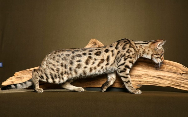 Забавные рекорды кошек Бенгальская кошка, фото фотография новости о кошках
