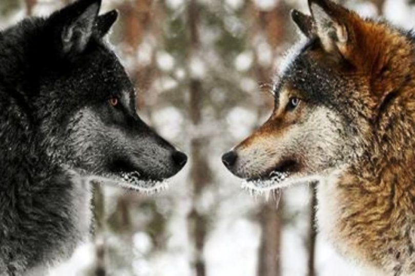 safe_image (23)