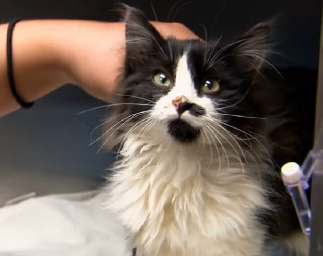 Чистый котенок Пушистый котенок