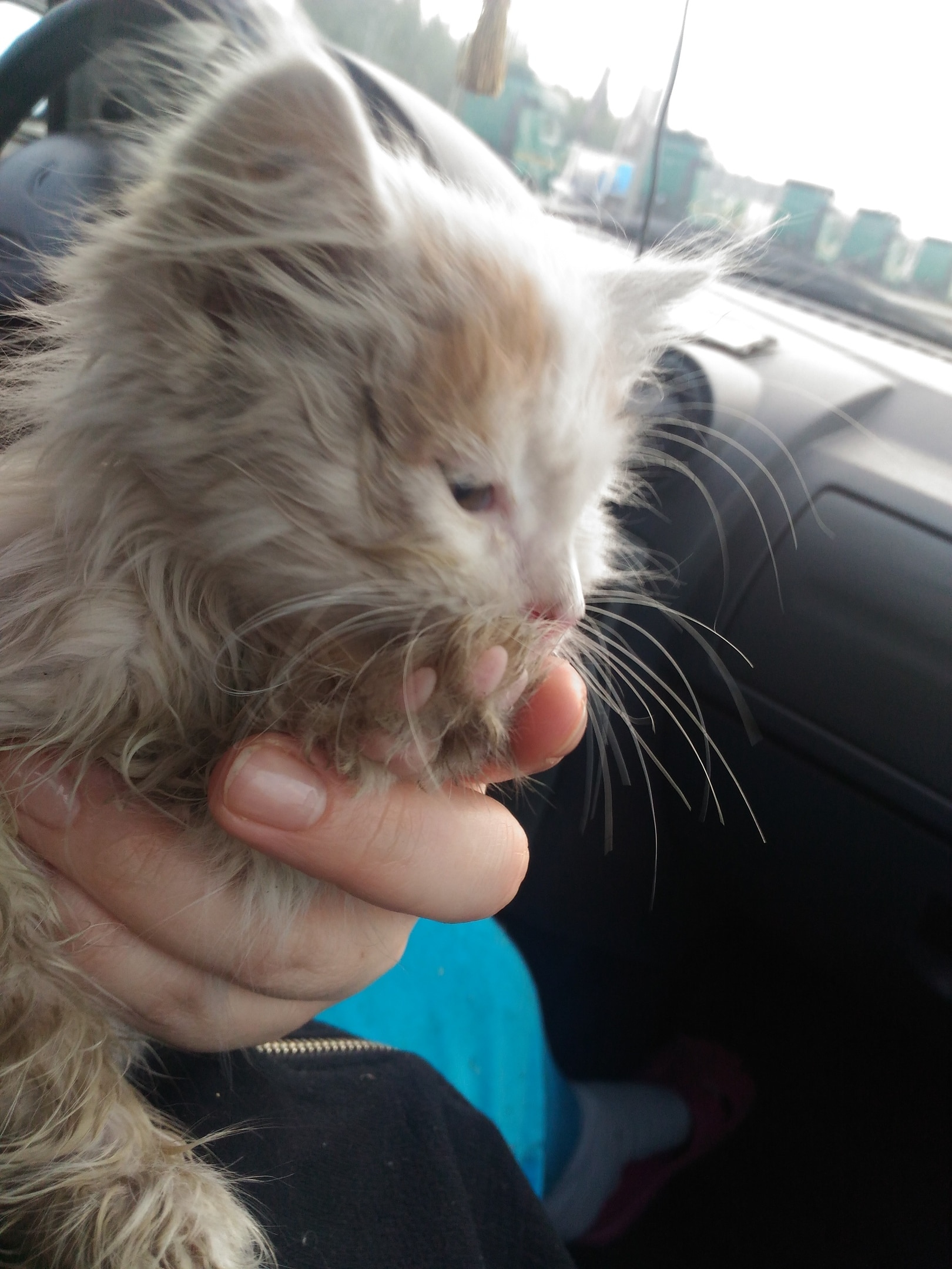 помощь котенку котенок в машине
