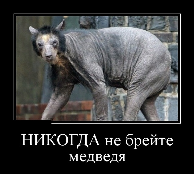 Демотиваторы Демотиваторы