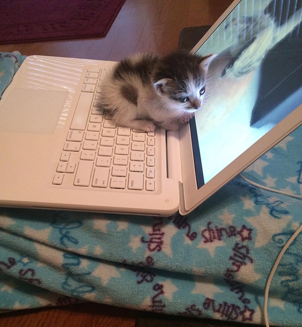 20 кошек, которые любят тепло больше, чем кто-либо кошки которые любят тепло, кошки и солнце