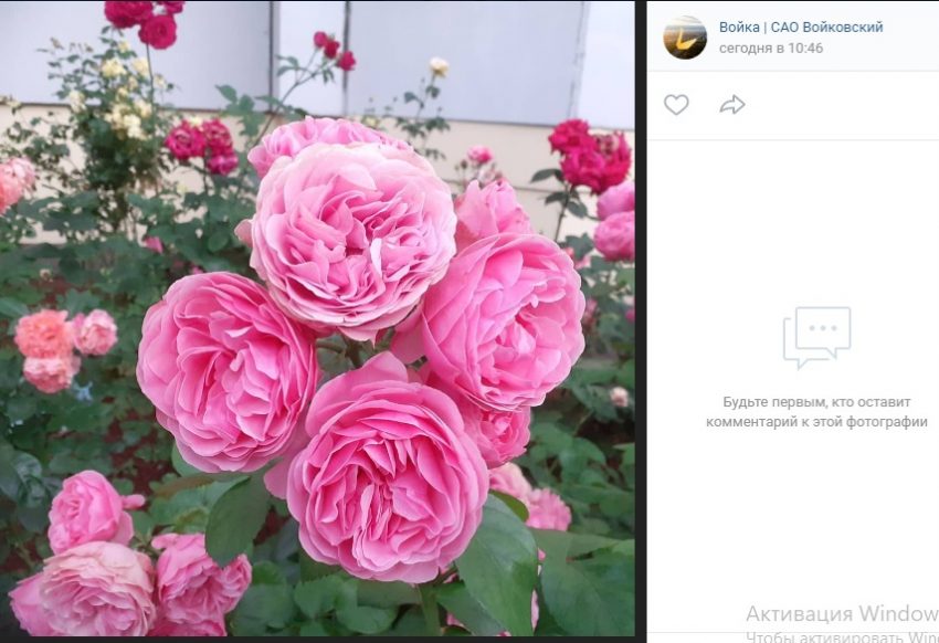 Розовые розы войковских дворов