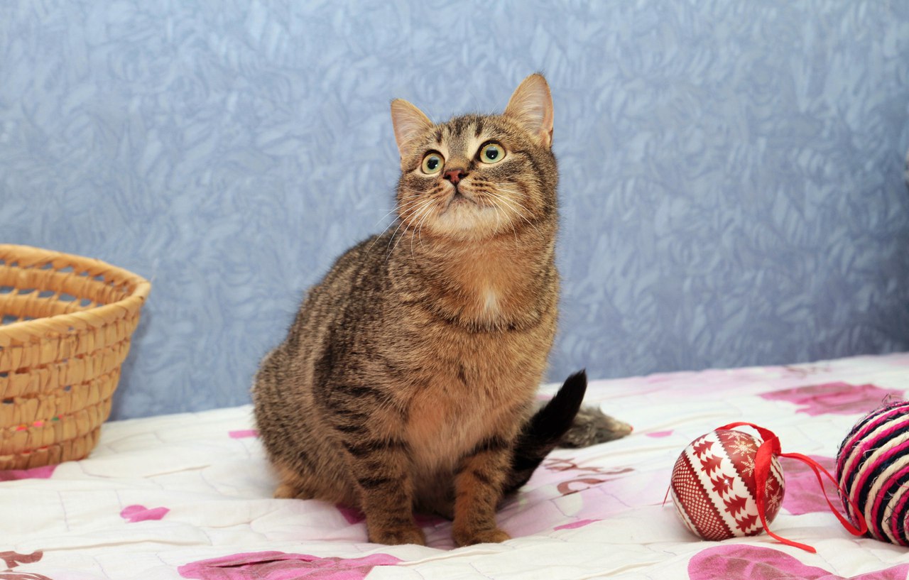 Внимание, укотовители! Не пропустите! Внимание, укотовители! Не пропустите!