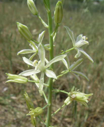 Птицемлечник желтоватый Ornithogalum flavescens фото