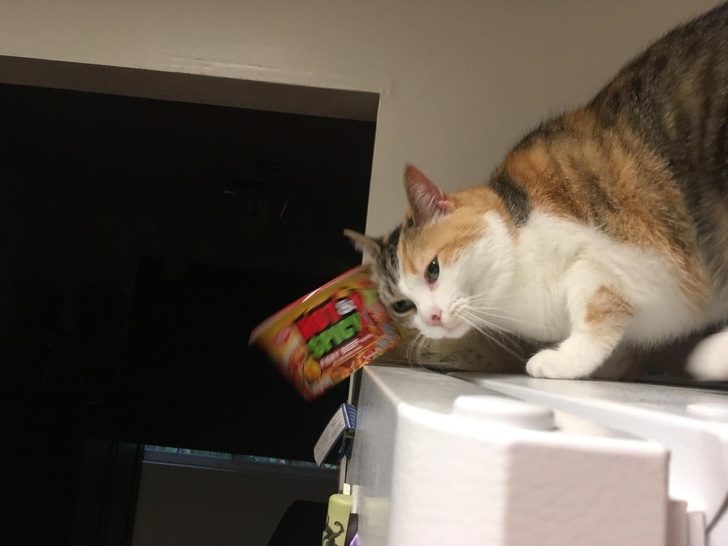 Безумные коты, которые плевать хотели на ваш авторитет)) Безумные коты, которые плевать хотели на ваш авторитет))