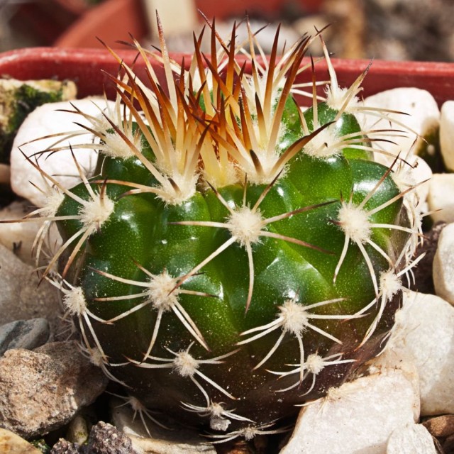   (Discocactus pseudoinsignis)