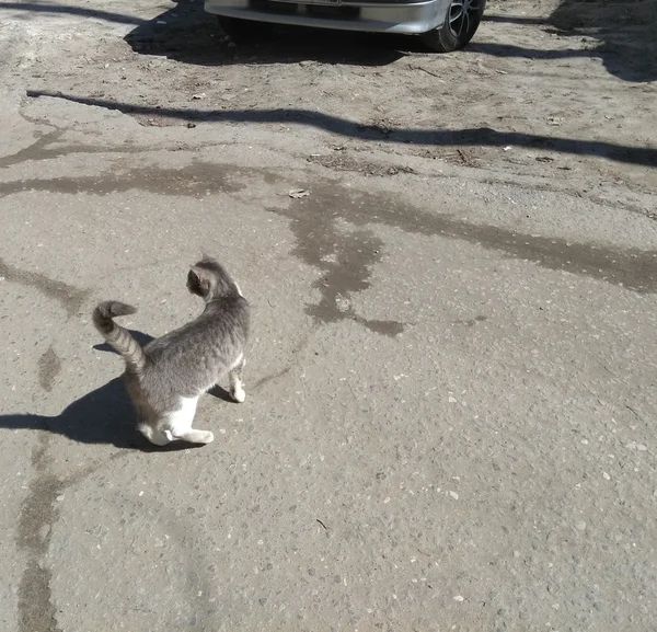 Кошка, которую местные жители нежно называли Дымкой, отплатила добром за добро
