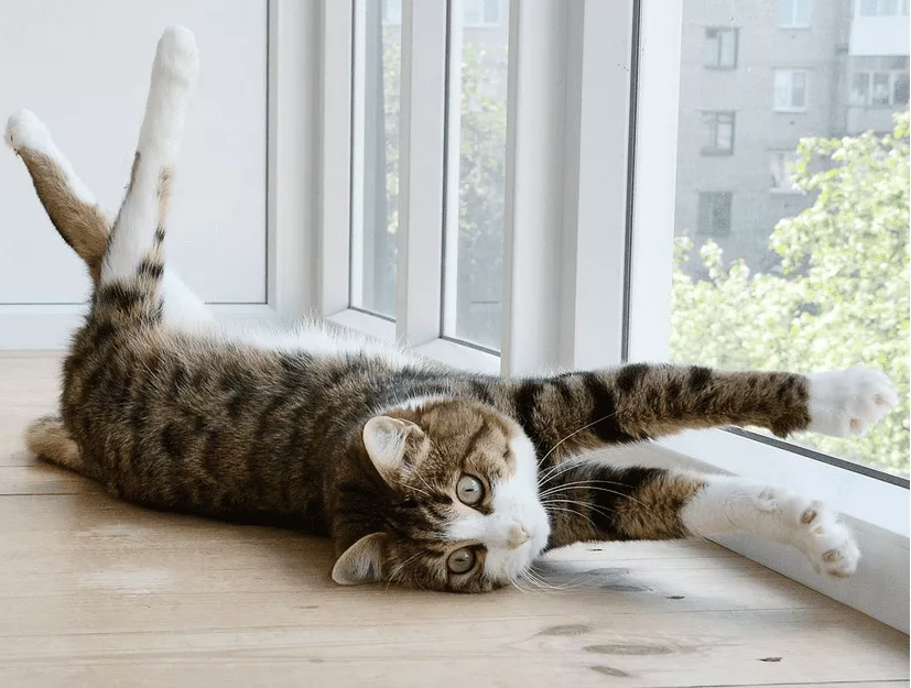 Учимся гибкости у хвостатых. Фото из открытого доступа