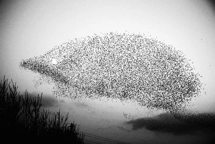 Сотни птиц превратились в ежика. Новый ракурс, или 17 забавных фотографий из серии «Показалось»