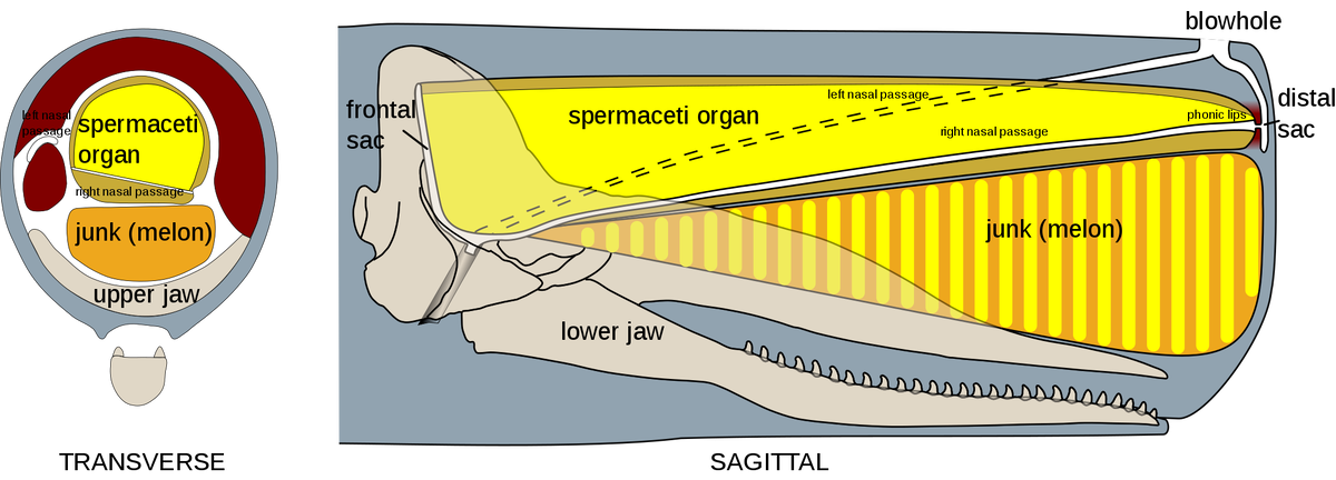 Да, большая часть головы кашалота – просто мягкая подушечка. Spermaceti organ – спермацетовый орган. Melon – мелон.