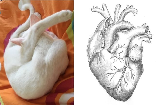 Животные, которых не так-то просто раскусить) Животные, которых не так-то просто раскусить)