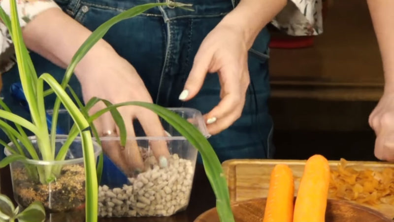 Вот как сделать чудо-компост из кухонных отходов без запаха и мушек