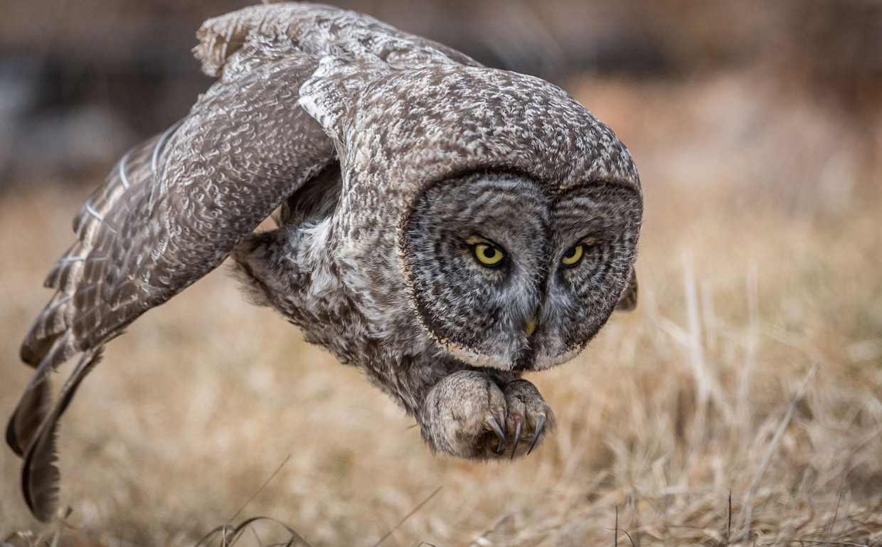 Фотографии победителей National Geographic Nature Photographer 2017